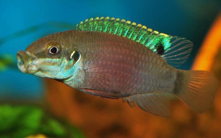 enigmatochromis-lucanusi-172054d8-3a38-4784-968b-17a8a7207fb-resize-750