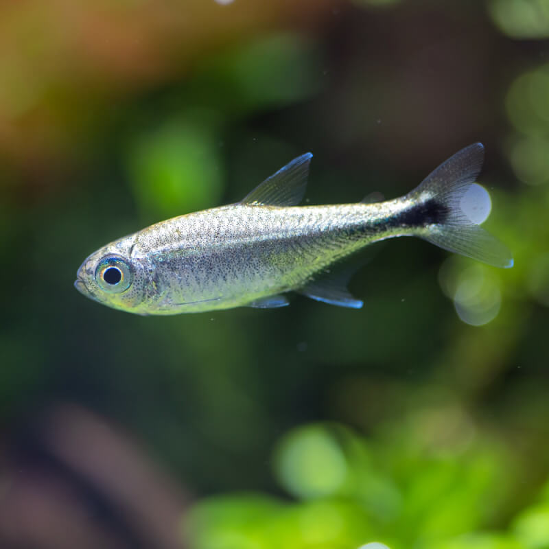 hemigrammus-rodwayi (1)