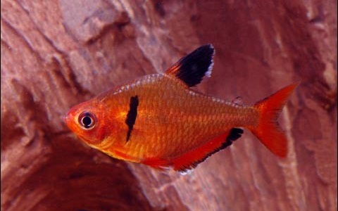xopark1Tétra-Serpae-Hyphessobrycon-eques—Serpae-tetra